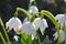 In spring, Leucojum vernum blooms in nature