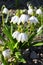 In spring, Leucojum vernum blooms in nature