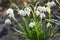 In spring, Leucojum vernum blooms in nature