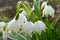 In spring, Leucojum vernum blooms in nature