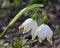 In spring, Leucojum vernum blooms in nature