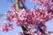Spring light pink tree prunus campanulata okame in bloom against blue sky