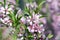 Spring light pink tree prunus tenella in bloom, small flowering blossoms on branches with green leaves