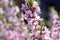 Spring light pink tree prunus tenella in bloom, small flowering blossoms on branches with green leaves