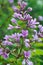 Spring Lilac Blossoms Closeup