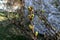 Spring Lilac Buds closeup