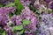 Spring lilac bunches