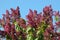 Spring Lilac bush blossom closeup