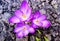 Spring lilac crocus