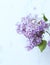 Spring Lilac. Spring flower, twig purple lilac. Syringa vulgaris.