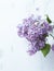 Spring Lilac. Spring flower, twig purple lilac. Syringa vulgaris.