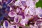 Spring lilac violet flowers, abstract soft floral background. macro