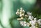 Spring lilac white flowers soft floral background