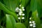 Spring lily of the valley flower