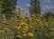 Spring in London; gardens, parks and streets - yellow flowers and tall buildings.