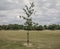 Spring in London; gardens, parks and streets - a young tree.