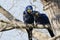 Spring Love: Hyacinth Macaw Pair Buddies