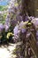 Spring lush lilac inflorescences of wisteria on blurry background