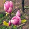 Spring magnolia flowers on the natural background