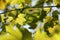 spring maple leaves in the forest close up of sycamore leaf backlit by morning sun may