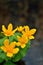 Spring marsh marigold flowers