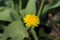 Spring in May, insects pollinate yellow dandelions in the garde