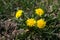 Spring in May, insects pollinate yellow dandelions in the garde