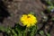 Spring in May, insects pollinate yellow dandelions in the garden