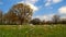 Spring meadow in april on a sunny day