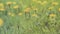 Spring meadow background. Long width banner. Little yellow flowers on tinted soft yellow and green background. Delicate light