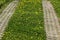 Spring meadow in bloom with yellow dandelion, also called tarataxum officinale and road with concrete elements for vehicles