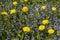 Spring meadow with blooming dandelions and veronica