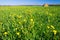 Spring meadow covered with dandelions 3