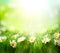 Spring Meadow with Daisies