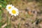 Spring Meadow with Daisies. Grass and Flowers border