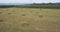 Spring meadow with dry hay pressed into hay bales