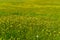 Spring meadow with endless buttercups