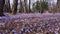The spring meadow in the European forest with blossom crocus flowers of lilac color. Beautiful natural garden landscape.