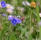 Spring meadow flowers, South Bohemia