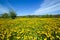 Spring meadow full of dandelions flowers and green grass.