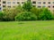 Spring meadow with grazing deer in the distance, in front of a residential building