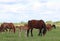 On a spring meadow, horses graze during the day