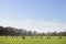 Spring meadow with lakenvelder cows in holland