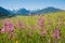 Spring meadow with pink lychnis flowers, mountain landscape allgau near oberstdorf