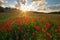 Spring meadow of poppies