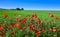 Spring meadow poppies Camino de Santiago