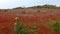 Spring meadow with red wild flowers in Alentejo, Portugal