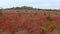 Spring meadow with red wild flowers in Alentejo, Portugal