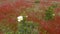 Spring meadow with red wild flowers in Alentejo, Portugal