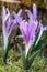 Spring meadow saffron, Colchicum bulbocodium, flowering